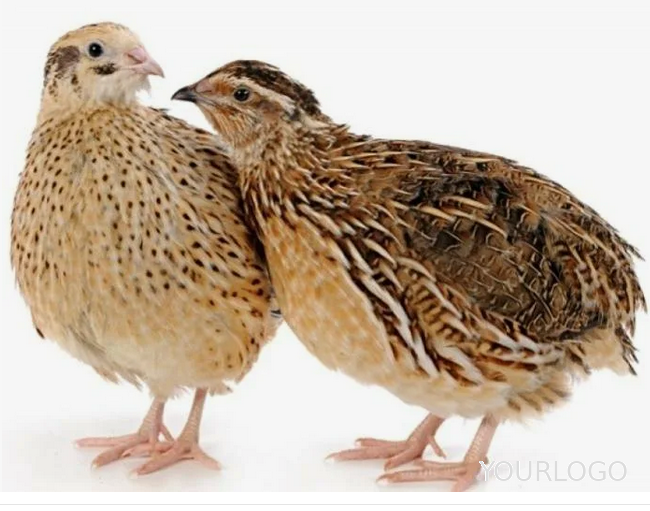 ���� ����������� �������� ��������